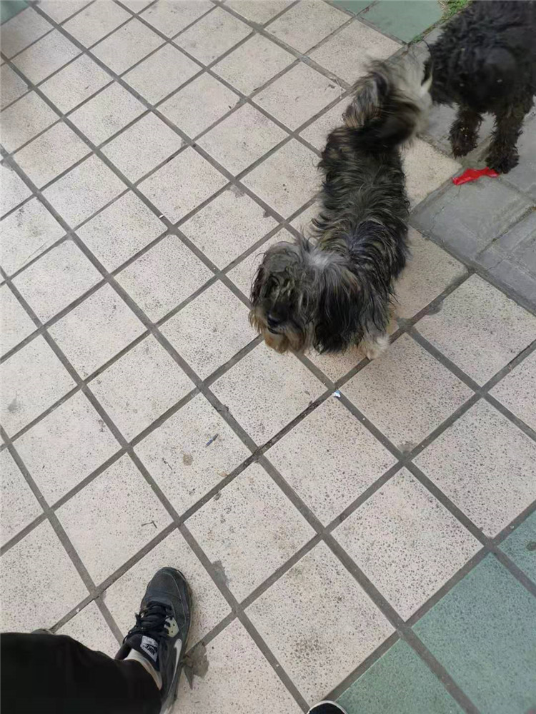 [蜀山区]1岁泰迪犬免费领养