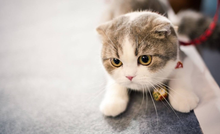 合肥哪里可以领养流浪猫？
