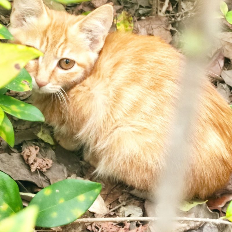 合肥橘猫（小橘）免费领养
