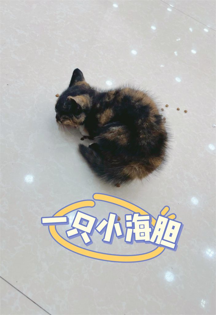 合肥肥西玳瑁猫（小海胆）免费领养